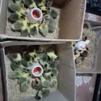 فروش جوجه غاز 7الی 10 روزه، وتخم غاز و. ‌.. شریکی|حیوانات مزرعه|قائم‌شهر, |دیوار