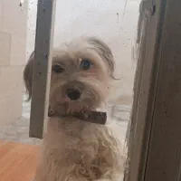 باهوش مهربون|سگ|الوند, |دیوار