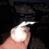 فروش سیر درجه یک ابواسحاق|خوردنی و آشامیدنی|فلارد, |دیوار