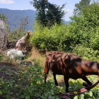 بز دورگ محلی|حیوانات مزرعه|آزادشهر, |دیوار