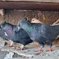 ۱۷تا کفتر رنگه|پرنده|مشهد, ابوذر|دیوار