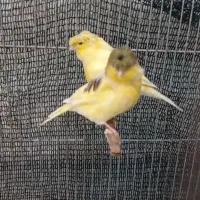 قناری گلاستر ماده
