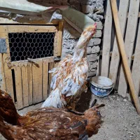 خروس لاری نسل دار بامرغش