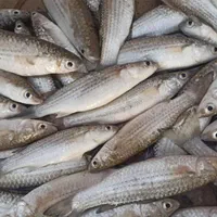 طعمه ماهیگیری بیاه ریز انگشتی