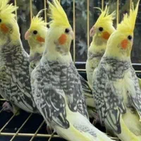 عروس هلندی جوجه وبالغ|پرنده|اصفهان, پوریای ولی|دیوار