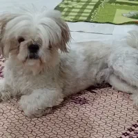 واگذاری سگ سوپر فلت دوساله