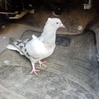 گمشده|حیوانات|برازجان, |دیوار