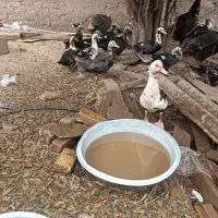 اردک|پرنده|رودبار, |دیوار