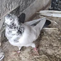 کبوتر غریبگیری