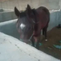 مادیان دوخون