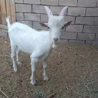 نر بز سانن