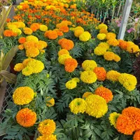 بذر/فضای سبز/سبزیجات/شهرداری/باغچه|گل و گیاه طبیعی|تهران, پونک|دیوار