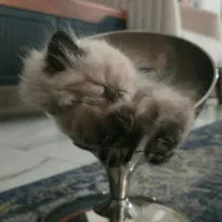 گربه پرشین هیمالین دختر و پسر|گربه|آفتاب, |دیوار