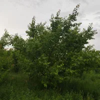 باغچه|فروش دفتر صنعتی، کشاورزی، تجاری|نوشین شهر, |دیوار