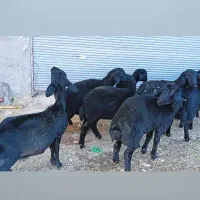 بره ماده قره قزل گوسفند میش قوچ شیشک افشار دوقلو|حیوانات مزرعه|قیدار, |دیوار