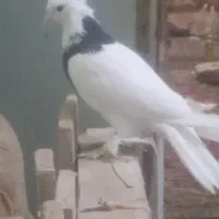 باسلام طوقی شش لق انداخته چهارتا دیگه داره|پرنده|زرند, |دیوار