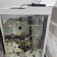 اکواریوم|ماهی|بوشهر, |دیوار