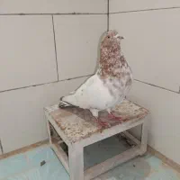 کبوتر ، مچ پر، کله ای