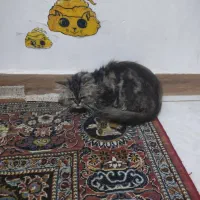 پرشین|گربه|لاهیجان, کوی خزر|دیوار