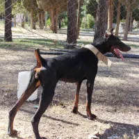 سگ ماده نگهبان اموزش دیده