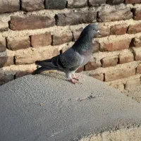 کبوتر تهرانی|پرنده|ایلخچی, |دیوار