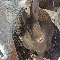 دوتا خرگوش بازیگوش