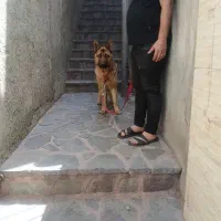 واگذاری سگ ژرمن شیپرد