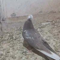 کبوتر در خرمشهر|پرنده|خرمشهر, |دیوار