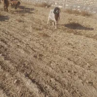 یگ گوسفند وسه بز|حیوانات مزرعه|بجنورد, |دیوار