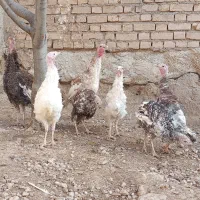 جوجه بوقلمون و مرغ محلی و مرغ لاری