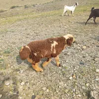 بره نره  افشاری ۷ ماه برای بزری و عید قربان