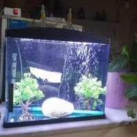 اکواریوم ماهیران