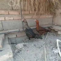 تعدادی لاری و محلی فروش فوری و معاوضه با پرنده|حیوانات مزرعه|خاش, |دیوار