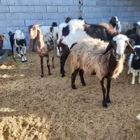 میش و بره و بز پاکستانی|حیوانات مزرعه|کهریزک, |دیوار
