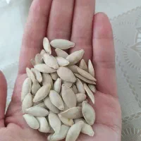 تخم کدو مشهدی تو پر