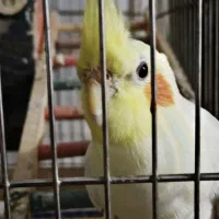 عروس هلندی گم شده|حیوانات|شیراز, سعدیه جنوبی|دیوار