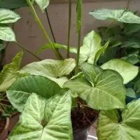 سینگونیوم ساده ابلق مینیاتوری|گل و گیاه طبیعی|اصفهان, شهرک کاوه|دیوار