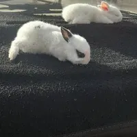 بچه خرگوش