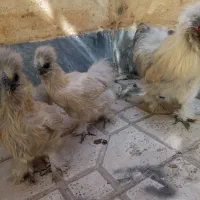 تخم نطفه دار ابریشمی|حیوانات مزرعه|هشتگرد, شهرک بعثت|دیوار