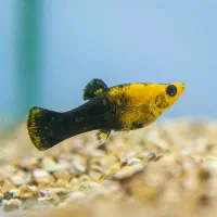 مولی و غذای زنده (دافنی|ماهی|گلپایگان, |دیوار