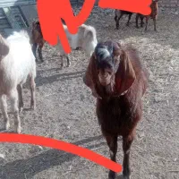 دو عدد نربزغاله پاکستانی|حیوانات مزرعه|کاخک, |دیوار