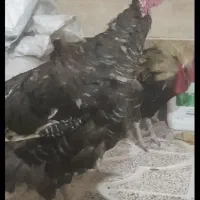بوقلمون 9 ماهه برنز محلی 4 عدد نر