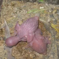 جوجه مرغ عشق سرلاکی و دانه خور و جفت باجوجه|پرنده|مشهد, بهاران|دیوار