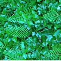 فروش ویژه چمن مصنوعی،گرین وال، فنس وتایل چوبی چمنی|گل مصنوعی|شاهین‌شهر, خانه کارگر|دیوار