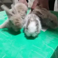 فروش بچه خرگوش|موش و خرگوش|مشهد, ادیب نیشابوری (شهرک غرب)|دیوار