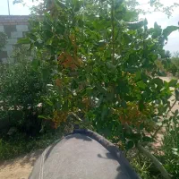 باغ-پسته