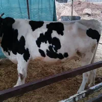 گاو سیمینتال شماره تماس