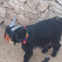 سه ‌بیگ‌نر  تخمی اصلی|حیوانات مزرعه|ایذه, |دیوار