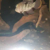 ماهی اسکار لجن خار چوب آب نوس  اکواریم بخاری|ماهی|هشتگرد, فاز ۲ مهستان|دیوار