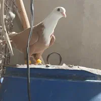 کفتر